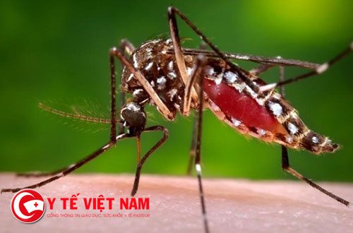Đã có 46 người nhiễm virus Zika ở Thành phố Hồ Chí Minh