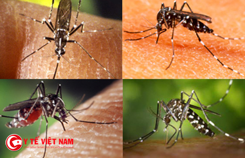 Muỗi vằn là trung gian lây truyền sốt xuất huyết