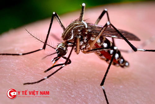 Sốt xuất huyết do muỗi mang bệnh gây ra