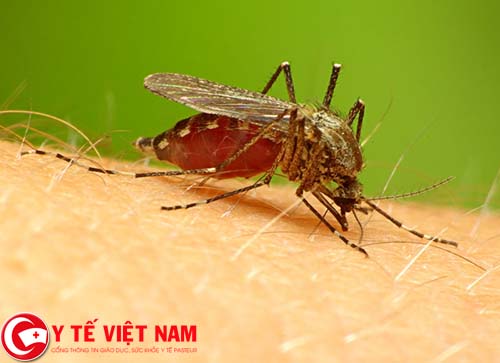 Bệnh sốt rét do bị muỗi đốt Bệnh sốt rét do bị muỗi đốt