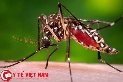 Thả muỗi vằn để phòng bệnh sốt xuất huyết