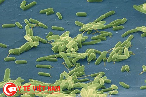 Vi khuẩn Vibrio vulnificus mệnh danh vi khuẩn "ăn thịt người"