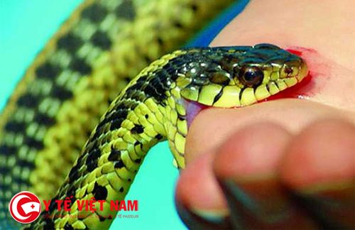 Nhận biết một số loại rắn độc