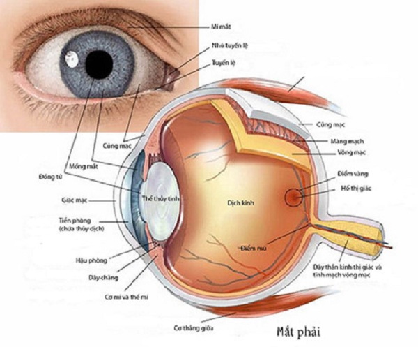 Bác sĩ chuyên khoa hướng dẫn sử dụng thuốc nhỏ mắt đúng cách
