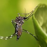 Muỗi Andes gây truyền nhiễm Virus Zika trên người