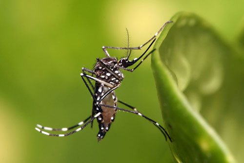 Muỗi Andes gây truyền nhiễm Virus Zika trên người