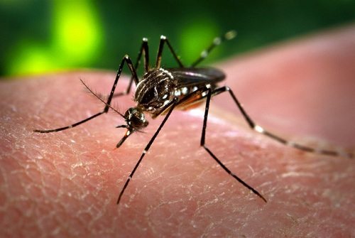 Virut Zika đang lây lan mạnh ở ĐNA