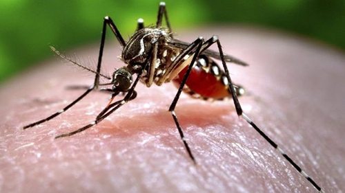 cach-phong-tranh-nhiem-virus-zika