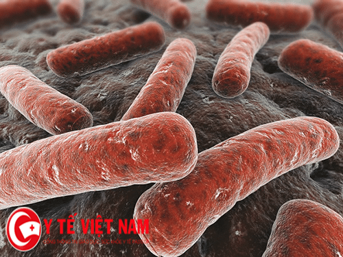 Vi khuẩn gây bệnh lao phổi.