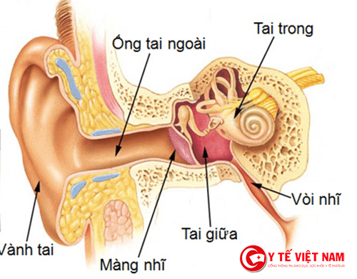 Cấu tạo của tai được chia làm 3 phần