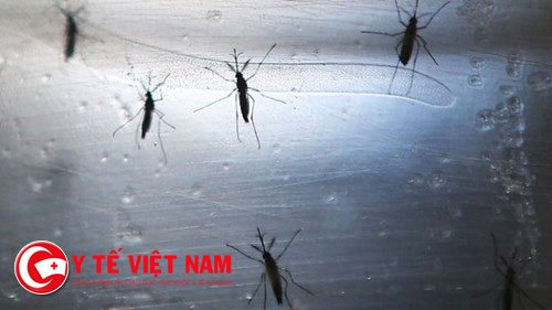 Muối Aedes - thủ phạm chính gây virus Zika