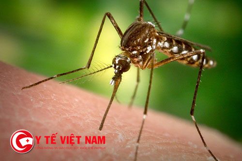 Gần 40 người nhiễm virus Zika ở Thành phố Hồ Chí Minh