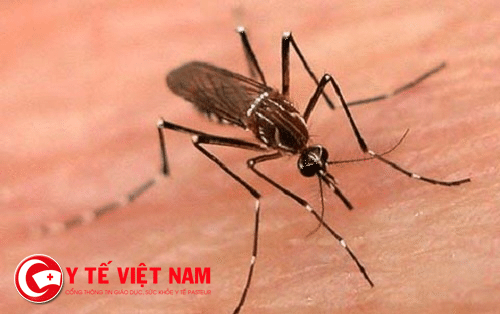 Muỗi - nguyên nhân chính của bệnh sốt xuất huyết