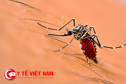 Virus Zika tiếp tục "nóng" lại Sài Gòn
