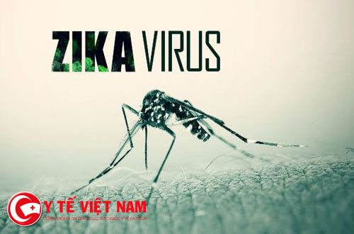 Virus Zika chủ yếu lây lan qua muỗi.