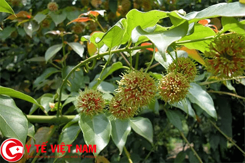 Câu đằng tử vị thuốc Đông y chữa bệnh rối loạn tuần hoàn não