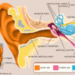 Hình ảnh bệnh viêm tai giữa
