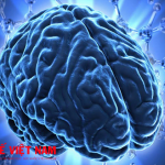 Phát hiện bộ phận mới trong não, đầu gối