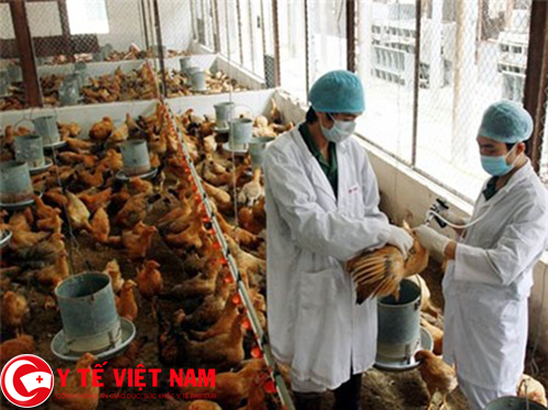 Cảnh báo chủng cúm virus cực độc lực cao có thể tràn vào Việt Nam