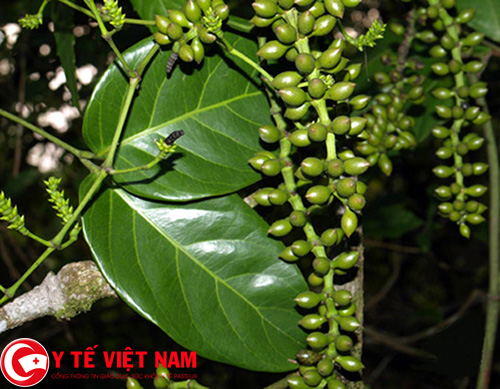 Công dụng chữa bệnh gút của cây cao gắm Công dụng chữa bệnh gút của cây cao gắm