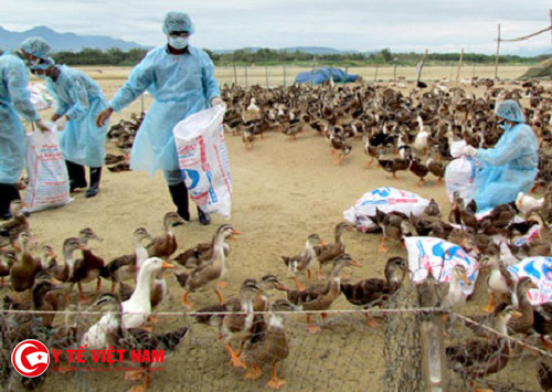 Nghệ An tiêu hủy 500 con gia cầm nhiễm dịch cúm H5N1