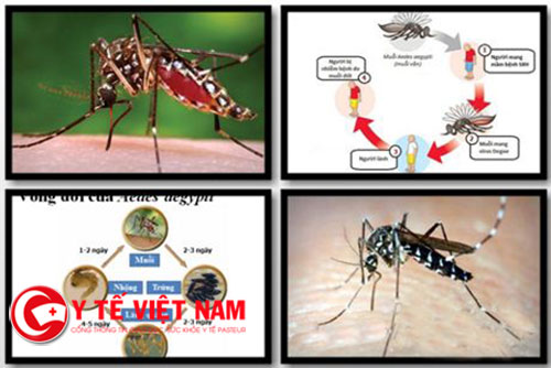 Bệnh muỗi truyền gia tăng gây nguy hiểm đến sức khỏe