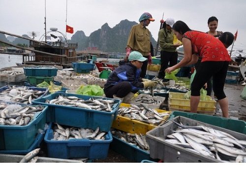 Bộ Y tế kiểm nghiệm độ an toàn của hải sản 4 tỉnh miền Trung
