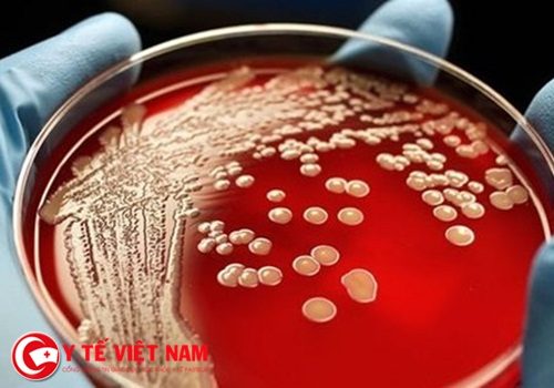 Cảnh báo có nhiều loại vi khuẩn có tính kháng kháng sinh ở bệnh viện