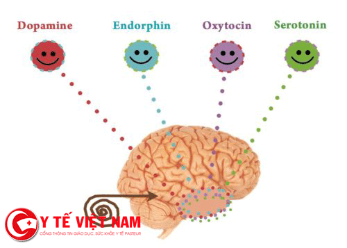 4 loại hormone quan trọng trong cơ thể con người