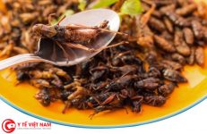 Lợi ích tuyệt vời của côn trùng đối với đường ruột