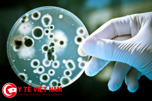 Vi khuẩn ngày càng gia tăng và "thích nghi" với những chất khử trùng chứa cồn