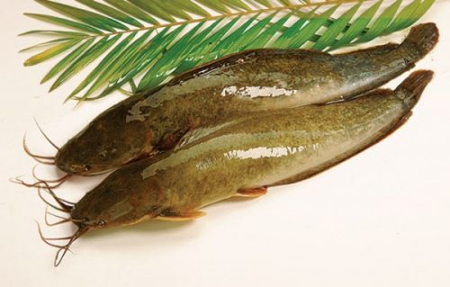 Trong cá chứa rất nhiều thành phần dinh dưỡng tốt cho sức khỏe