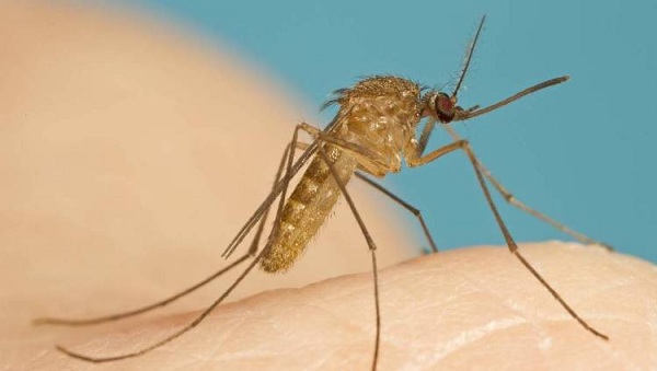 Loại muỗi gây truyền bệnh viêm não Nhật Bản là muỗi Culex